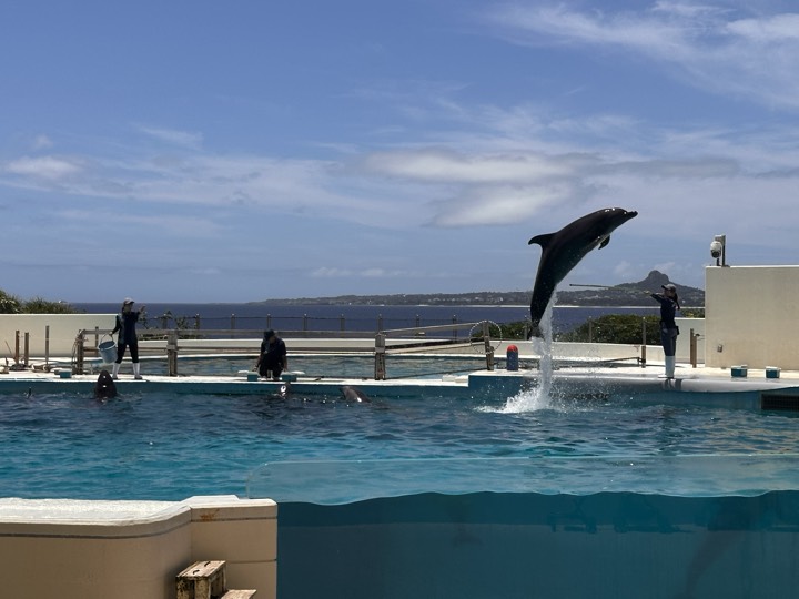 在日本冲绳的美丽海水族馆，一只表演海豚一跃而出